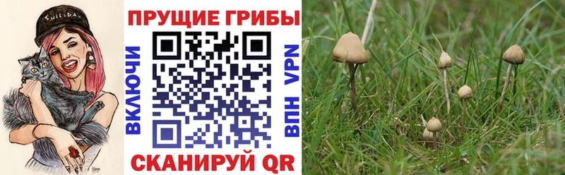 купить наркоту  Новая Усмань  Псилоцибиновые грибы Magic Shrooms 